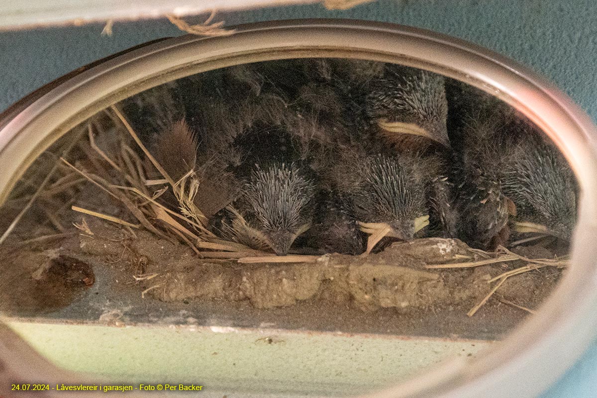 Låvesvalereir i garasjen