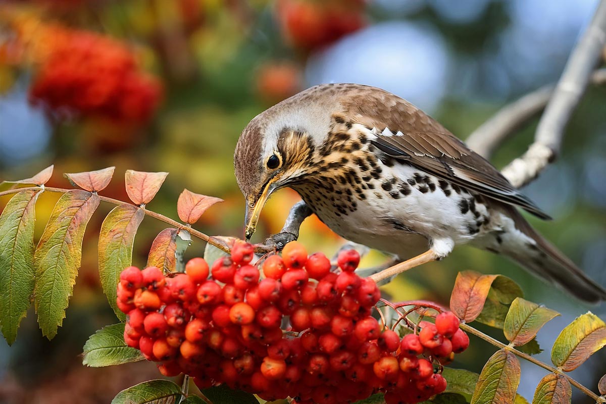 Trast som et raunebær (KI-bilete)